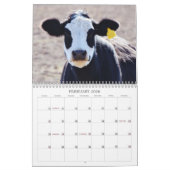 Calendrier photographique des vaches texanes (Feb 2026)