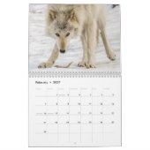 Calendrier photographique Wolf (Feb 2027)