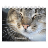 Calendrier Photos de chatons et chats mignons (Protection)