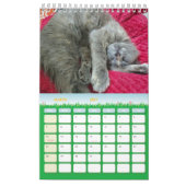 Calendrier photos de chats gris mignons 2025 (Mar 2027)