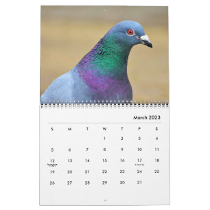 Calendrier Photos de colombes élégantes et jolies colombes de