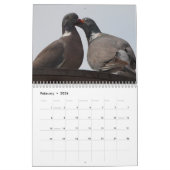 Calendrier Pigeons 2016 (Feb 2026)