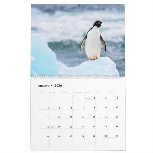 Calendrier Pingouins (Jan 2026)