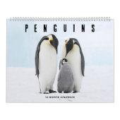 Calendrier Pingouins (Protection)