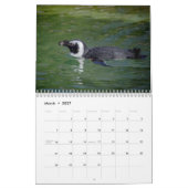 Calendrier Pingouins africains 2026 (Mar 2027)