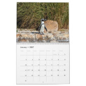 Calendrier Pingouins africains 2026 (Jan 2027)