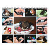 Calendrier Pipi le pinson adorable (Protection)