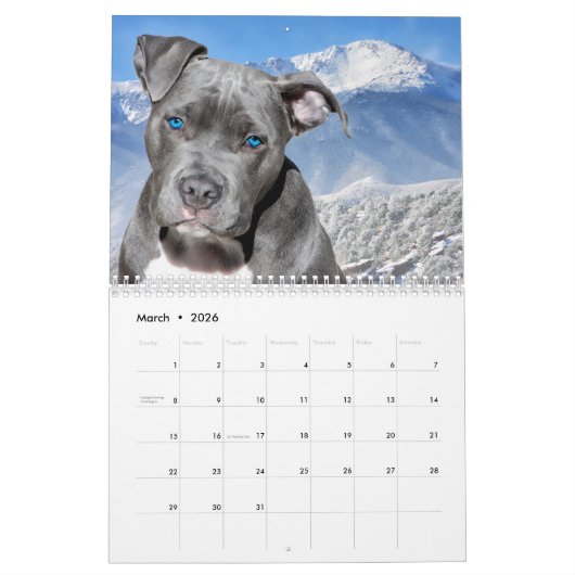 Calendrier Pitbull fier (Mar 2026)