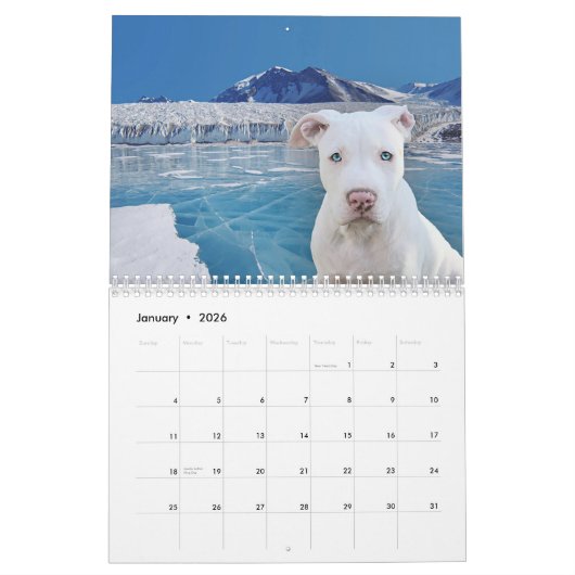Calendrier Pitbull fier (Jan 2026)
