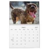 Calendrier Pitbull fier (Mar 2027)