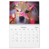 Calendrier Pitbull fier (Feb 2026)