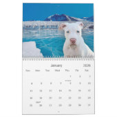 Calendrier Pitbull fier (Jan 2026)