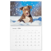 Calendrier PitBull Puppy Chien Love Pit Bulles (Jan 2026)