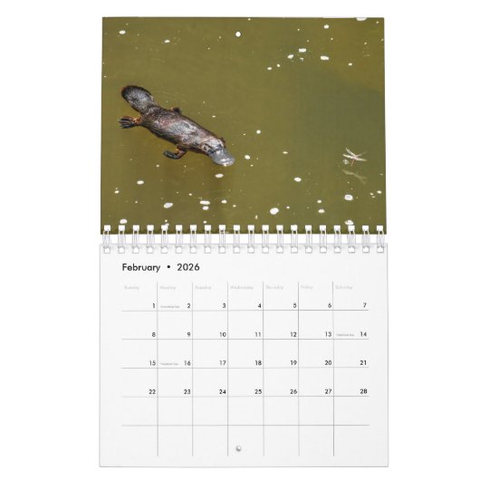 CALENDRIER PLATYPUS AUSTRALIE (Feb 2026)