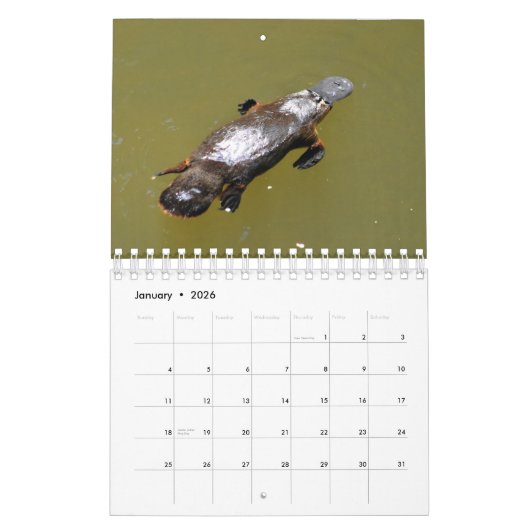 CALENDRIER PLATYPUS AUSTRALIE (Jan 2026)