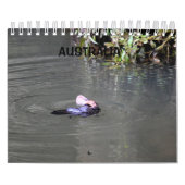 CALENDRIER PLATYPUS AUSTRALIE (Protection)