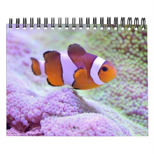 Calendrier Poisson (Protection)