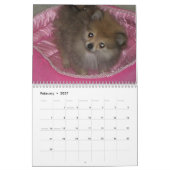Calendrier Pomeranians royal (Feb 2027)