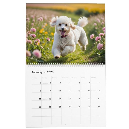 CALENDRIER POODLE 2026 (Feb 2026)