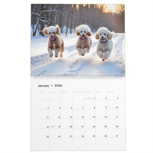 CALENDRIER POODLE 2026 (Jan 2026)