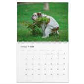 Calendrier Pooping Dogs Calendar 2023, Drôle Chiens (Jan 2026)