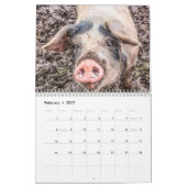 Calendrier Porcs & Piglets - 2024 (Feb 2027)