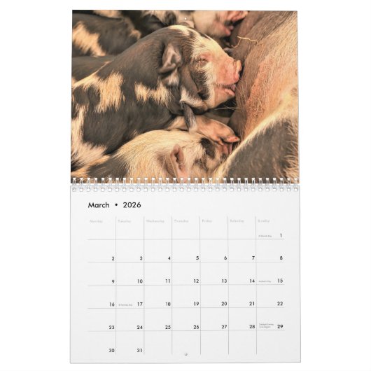 Calendrier Porcs & Piglets - 2024 (Mar 2026)
