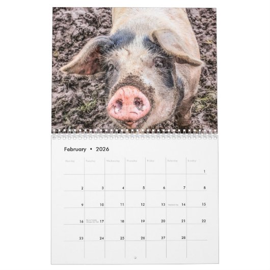 Calendrier Porcs & Piglets - 2024 (Feb 2026)