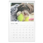 Calendrier Portuguese Water Dog Calendar 2026 (Jan 2026)