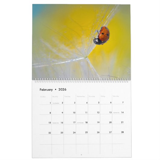 Calendrier Poufs De Dandelion : Ces Boules Extraordinaires De (Feb 2026)