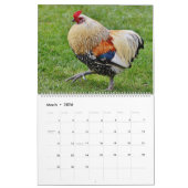 Calendrier Poulets (Mar 2026)
