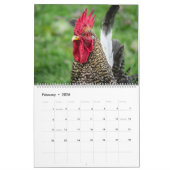 Calendrier Poulets (Feb 2026)
