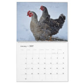 Calendrier Poulets (Jan 2027)