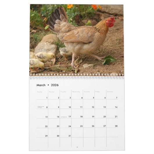 Calendrier Poulets 2025 Hen (Mar 2026)