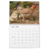 Calendrier Poulets 2025 Hen (Mar 2027)