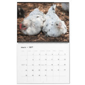 Calendrier Poulets bleus argentés (Mar 2027)