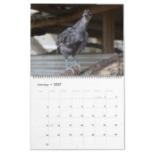 Calendrier Poulets bleus argentés (Jan 2027)