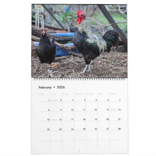 Calendrier Poulets bleus argentés (Feb 2026)