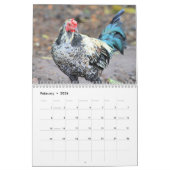 Calendrier Poulets hawaïens (Feb 2026)