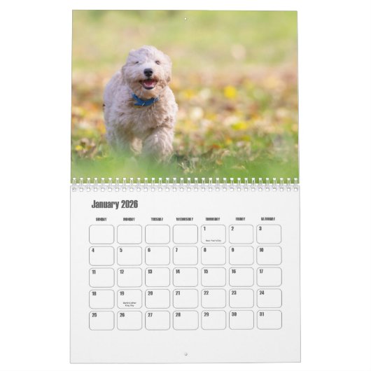 Calendrier pour chien Bichon Frise (Jan 2026)