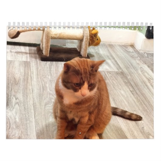 Calendrier Pour L'Amour Des Chats (Protection)