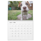 Calendrier précieux des chiots 2016 (Mar 2026)