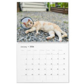 Calendrier Precious Paws 2025 (Jan 2026)