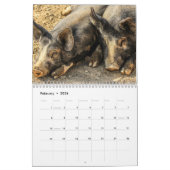 Calendrier Precious Pigs 2016 (Feb 2026)