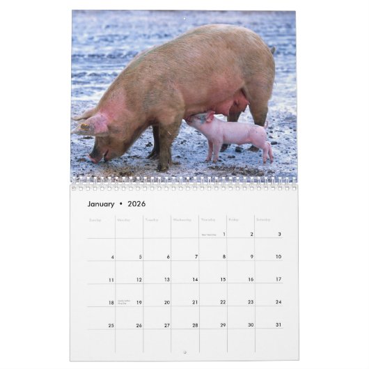 Calendrier Precious Pigs 2016 (Jan 2026)
