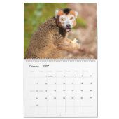 Calendrier Primates 2026 - Collection Singes et Petits Singes (Feb 2027)