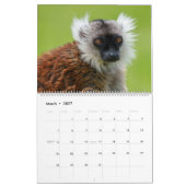 Calendrier Primates 2026 - Collection Singes et Petits Singes (Mar 2027)
