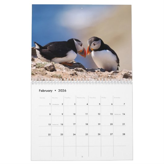 Calendrier Puffins Calendar (Feb 2026)
