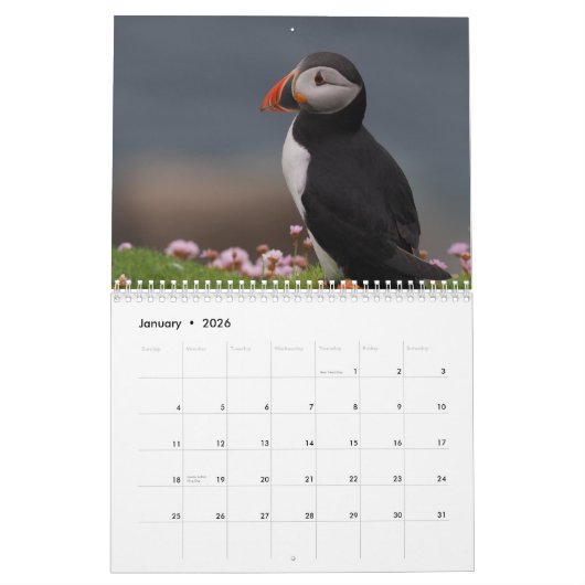 Calendrier Puffins Calendar (Jan 2026)