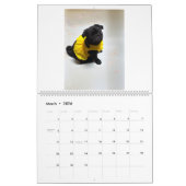 Calendrier pug and Boston terrier calendar (Mar 2026)